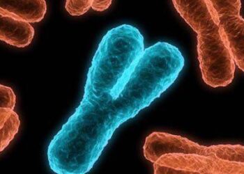 Çarpıcı Genetik araştırma: Y Kromozomu Hızla Yok Oluyor