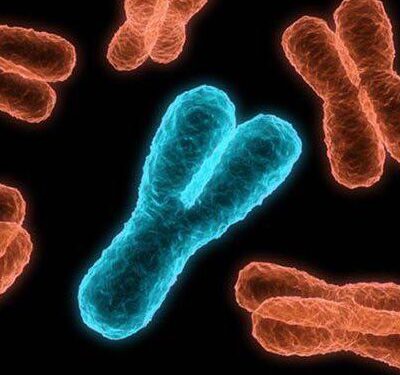 Çarpıcı Genetik araştırma: Y Kromozomu Hızla Yok Oluyor