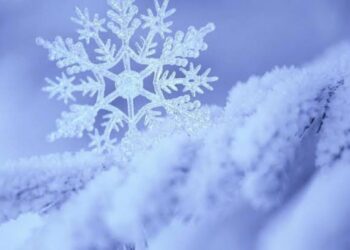 Zemheri Dönemi Sokak Canları İçin Tehlike Çanları Çalıyor