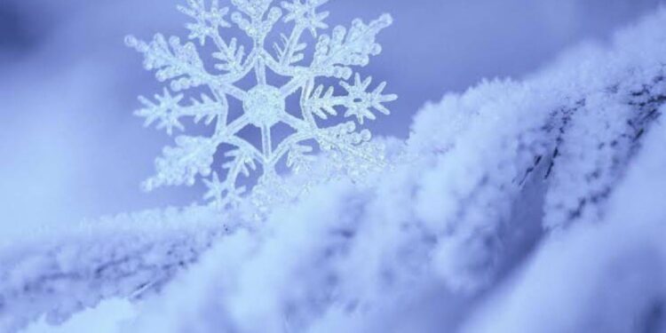 Zemheri Dönemi Sokak Canları İçin Tehlike Çanları Çalıyor